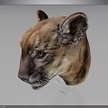 Cougar Head Model With Brown Fur Yellow Eyes And White Whiskers On Dark Background