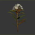 Botanical White Flowering Plant with Green Leaves Red Stem and Natural Features