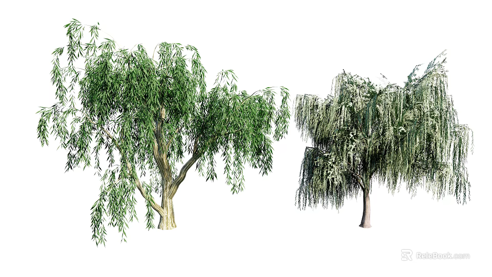 Two Weeping Willow Trees With Green Leaves And Long Hanging Branches 3d model 