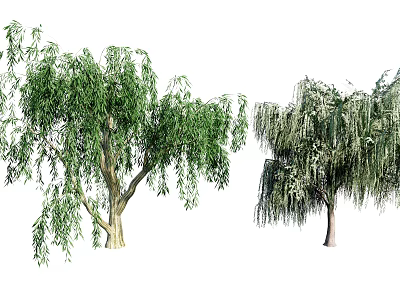 Two Weeping Willow Trees With Green Leaves And Long Hanging Branches 3d model