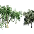 Two Weeping Willow Trees With Green Leaves And Long Hanging Branches