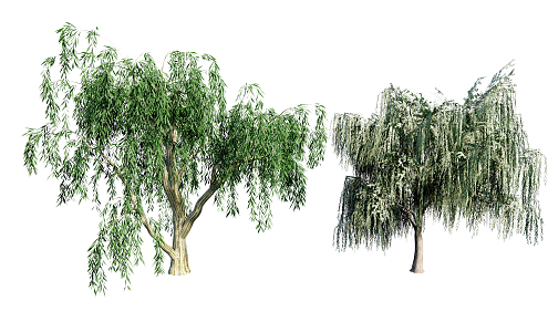 Modern Willow 3d model