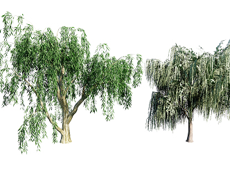 Modern Willow 3d model