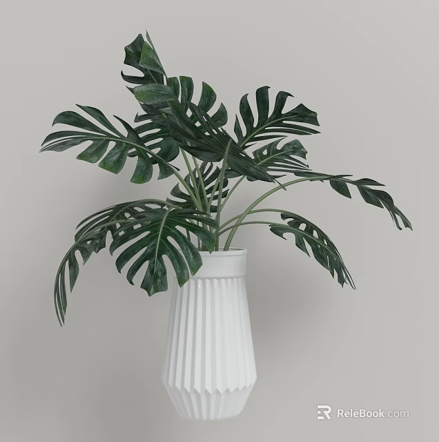 White Ribbed Vase With Lush Green Monstera Leaves For Indoor Decoration 3d model 