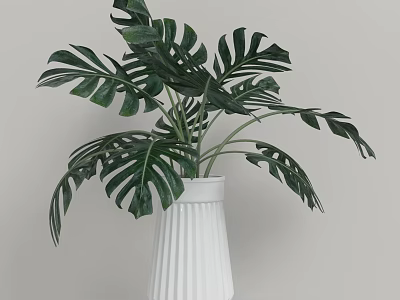 White Ribbed Vase With Lush Green Monstera Leaves For Indoor Decoration 3d model
