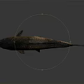 Brown Freshwater Fish With Scaly Texture On Dark Reflective Background