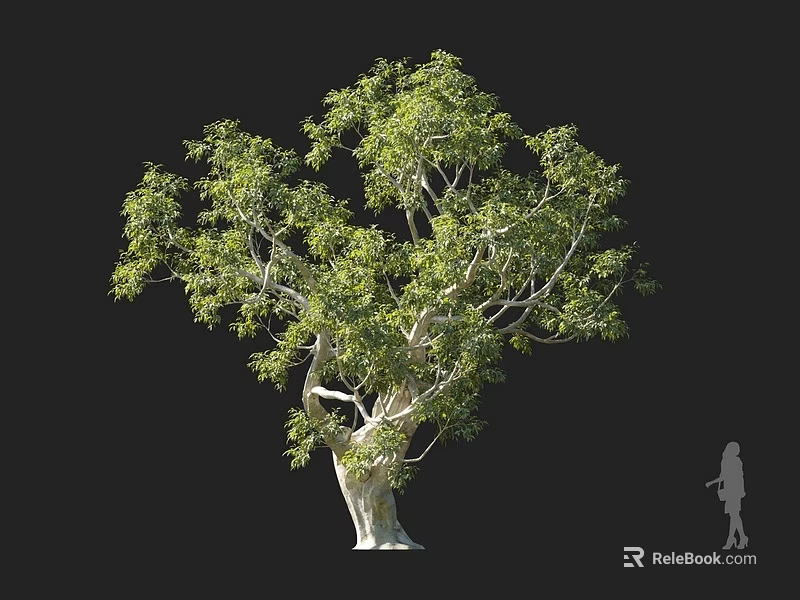 Tall Arbor with Green Leaves and Thick Trunk Near Human Silhouette on Black Background 3d model 