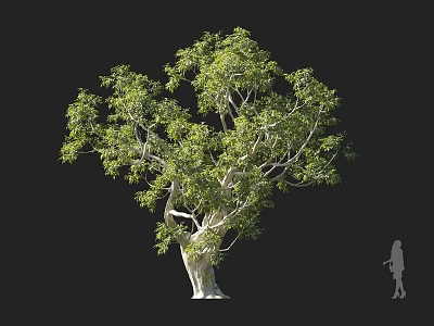 Tall Arbor with Green Leaves and Thick Trunk Near Human Silhouette on Black Background 3d model