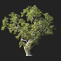 Tall Arbor with Green Leaves and Thick Trunk Near Human Silhouette on Black Background