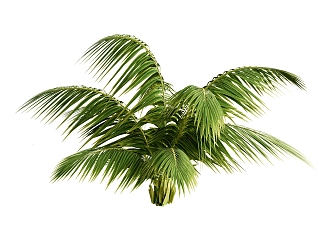 plant green plant tropical plant cycad 3d model