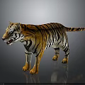 3D Tiger In Standing Pose With Orange Black Stripes White Underbelly On Dark Reflective Ground 3d model