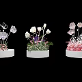 Elegant Floral Display Decorations On White Pedestals With White Pink Flowers And Decorative Greenery Elements