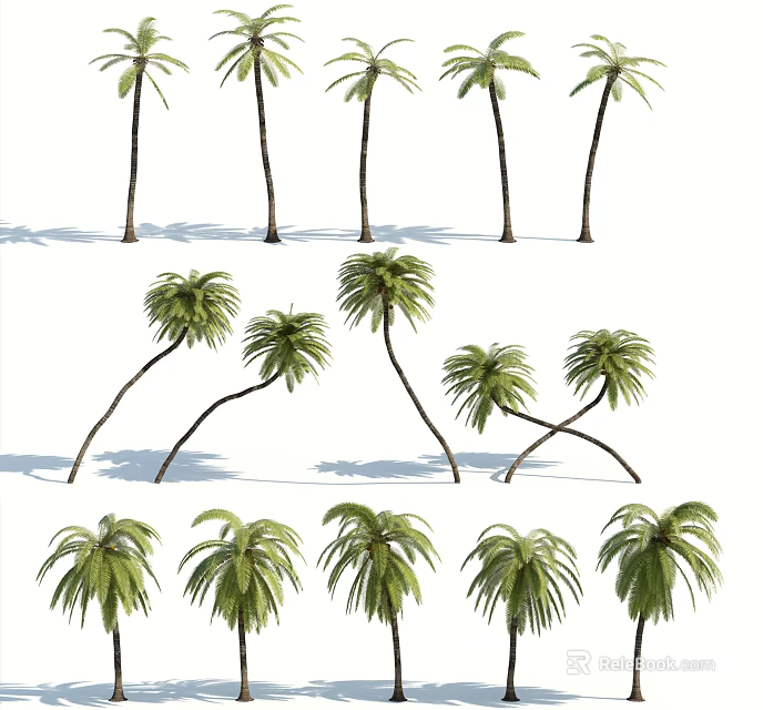 Various Palm Trees With Green Fronds And Curved Upright Trunks Casting Shadows 3d model