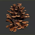 Natural Brown Pine Cone Decorative Ornament For Home Interior Decoration