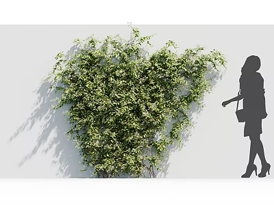 Heart Shaped Vine Plant on White Wall With Woman Silhouette Pointing 3d model