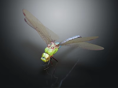 Green Dragonfly With Red Transparent Wings Perched On Shiny Black Surface 3d model