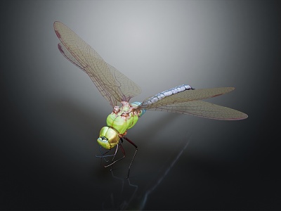 modern dragonfly mung bean dragonfly insect model