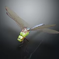 Green Dragonfly With Red Transparent Wings Perched On Shiny Black Surface