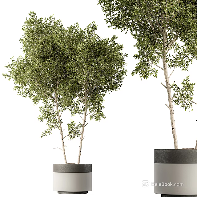 Bonsai Plants with Green Leaves and White Trunks in Black Pots for Indoor Decor 3d model 