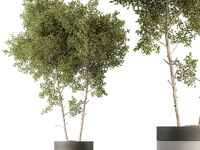 Bonsai Plants with Green Leaves and White Trunks in Black Pots for Indoor Decor 3d model