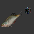 Still Life Display With Fresh Fish And Colorful Rubik's Cube On Gray Background