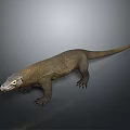 Komodo Dragon Standing On Neutral Background With Scaly Skin And Long Tail
