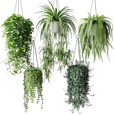 Decorative Hanging Basket Plants with Trailing Foliage and Various Green Varieties 3d model