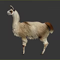 Cute Llama With Light Brown And White Fur Standing On Gray Background