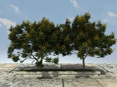 Lush Green Trees With Dense Foliage And Yellow Blossoms Growing On Stone Pavement Under Blue Sky 3d model