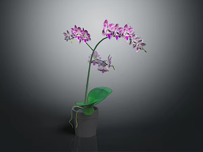 Lovely Purple Orchid Plant With Lush Green Leaves And Purple Flowers In Gray Pot 3d model