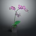Lovely Purple Orchid Plant With Lush Green Leaves And Purple Flowers In Gray Pot