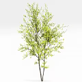 Tall Arbor with Lush Green Leaves and Person Silhouette in Natural Setting
