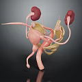 3D Rendered Human Urinary Organs Model With Kidneys Bladder Ureters And Clear Structure