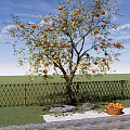 Garden Fruit Tree Orchard Persimmon Tree Landscape Tree Point View Tree Courtyard Landscape 3d model