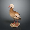 White Head Brown Body Stuffed Duck With Red Beak Red Feet And Stone Base