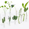 Transparent Glass Test Tube Vases with Various Green Plants Long Broad Leaves and Hanging Vines