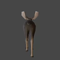 Brown Moose Game Movie Character 3D Model with Large Antlers