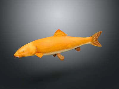 Vibrant Orange Fish 3D Rendering Isolated On Dark Background With Details 3d model
