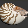 Nautilus Marine Animal with Brown White Striped Shell and Orange Spotted Tentacles