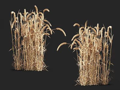 Golden Wheat Stalks With Ripe Ears And Natural Agricultural Characteristics 3d model