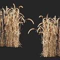 Golden Wheat Stalks With Ripe Ears And Natural Agricultural Characteristics