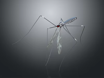 Mosquito with long thin legs transparent wings striped body and red eyes on dark background 3d model