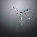 Mosquito with long thin legs transparent wings striped body and red eyes on dark background