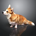 Brown and White Corgi Sitting on Dark Background With Reflection on Smooth Surface