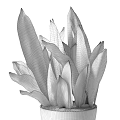 Potted Snake Plant and Succulents in White Planters on Gold Metal Stands Gray Wall