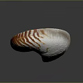 Nautilus Shell With Orange And White Striped Spiral On Gray Background