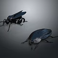Two Black Insects Displayed with Distinct Body Shapes on Gray Background 3d model