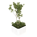 Green Leafy Plant in White Square Pot for Indoor Home Decoration