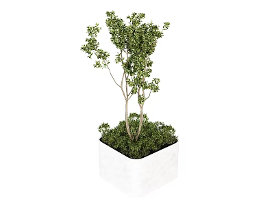 Green Leafy Plant in White Square Pot for Indoor Home Decoration 3d model