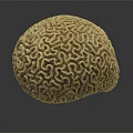 Tan Brain Coral With Intricate Patterns And Detailed Texture On Dark Background